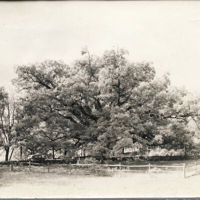 The Bedford Oak