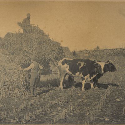 Print, Photographic