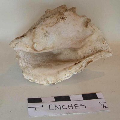 Shell, Conch