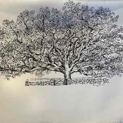 Ink Drawing of Bedford Oak
