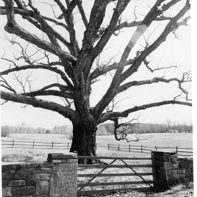 Bedford Oak in winter