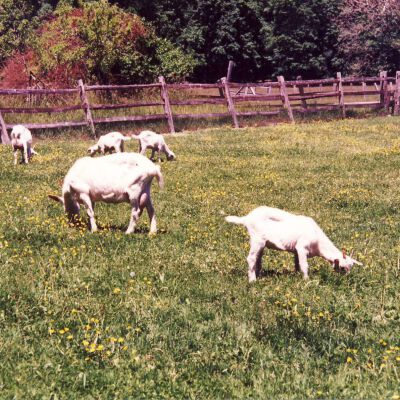 Cantitoe Corners Farm