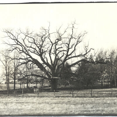 Bedford Oak in winter