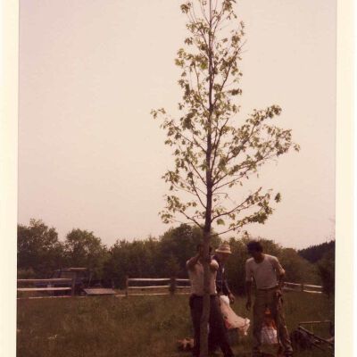Planting a New Bedford Oak, 1980
