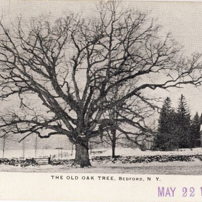 The Old Oak Tree, Bedford, NY