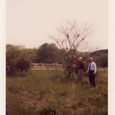 Planting a New Bedford Oak, 1980