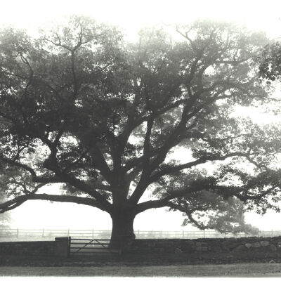 Bedford Oak in mist