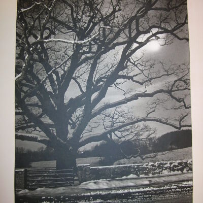 The Bedford Oak