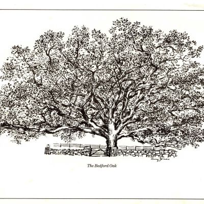 The Bedford Oak