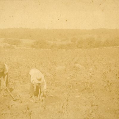 Print, Photograph