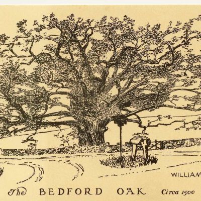 The Bedford Oak, Circa 1500