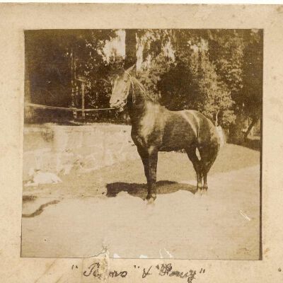 Horse belonging to J.W. Clark
