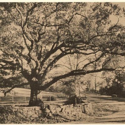Bedford Oak