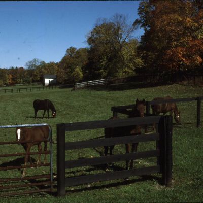 Sunnyfield Farm