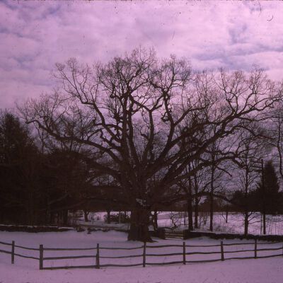 Winter view of the Bedford Oak