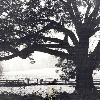 The Bedford Oak