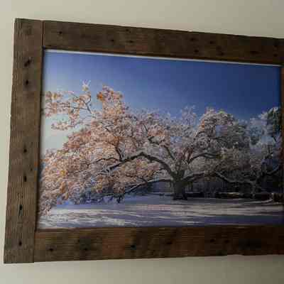 Framed Photo of Bedford Oak in Winter