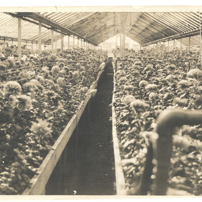 Tharp Greenhouse - Part of the Tharp home across from St. Matthew's Church, Bedford Hills.