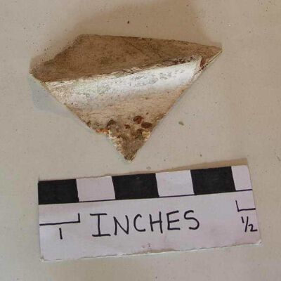 Scapula