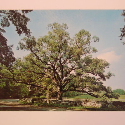 The Bedford Oak