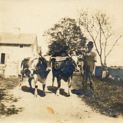 Oxen, Abraham Miller Farm, Long Ridge Road