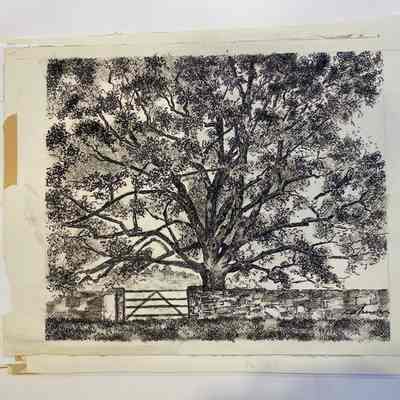 Drawing of Bedford Oak