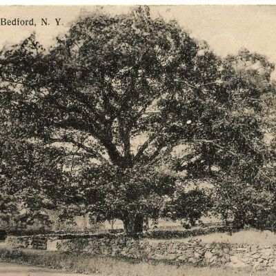 The Big Oak, Bedford, NY