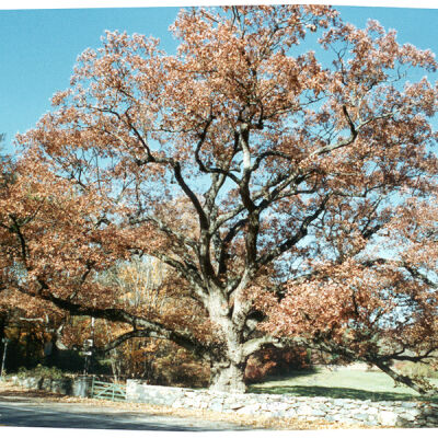 Bedford Oak in autumn