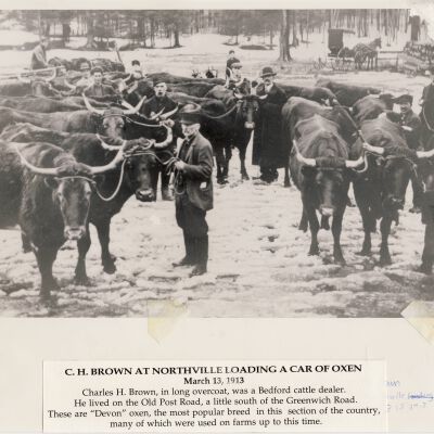 C.H. Brown at Northville Loading a Car of Oxen, March 13, 1913