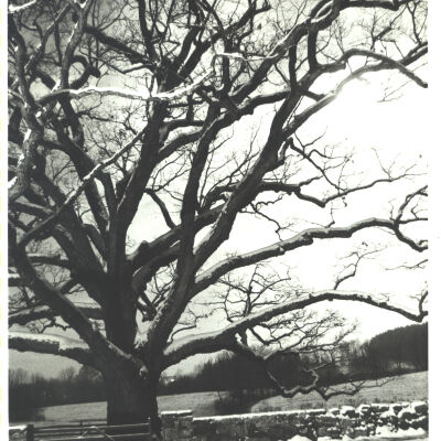Bedford Oak in snow