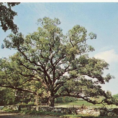 The Bedford Oak