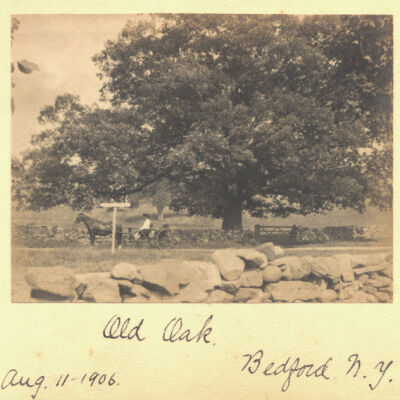 Bedford Oak