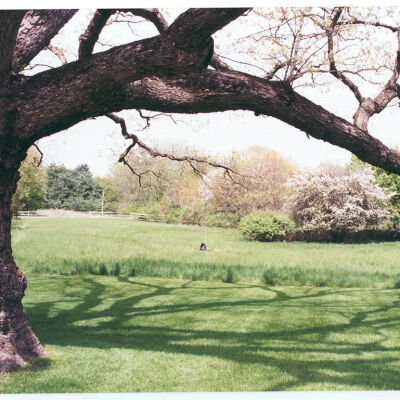 Bedford Oak in early spring with "Young Oak" planted just beyond