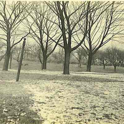 View of Orchard from 194 Succabone