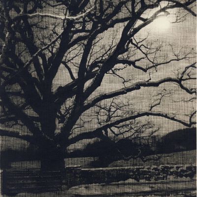 The Bedford Oak
