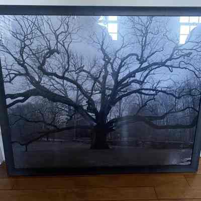 Photograph of Bedford Oak in Winter