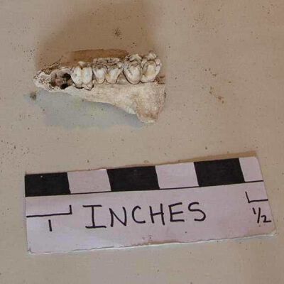 Mandible