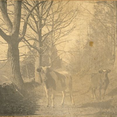 Print, Photographic