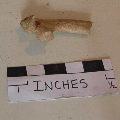 Bone