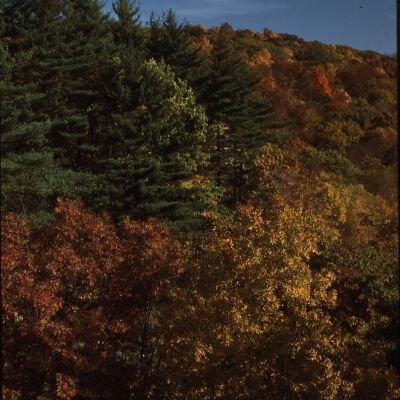 Trees in Bedford