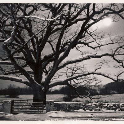 The Bedford Oak
