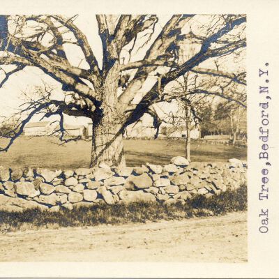 Oak Tree, Bedford, NY