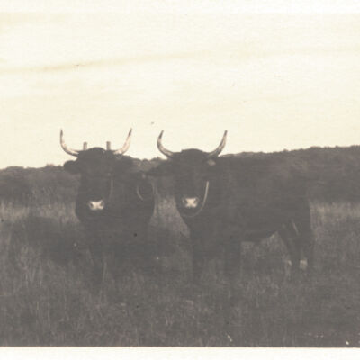 Oxen on St. John Barrett's Farm, Ridgefield Road, Pound Ridge.