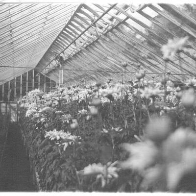 Tharp Greenhouse - Part of the Tharp home across from St. Matthew's Church, Bedford Hills.