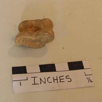 Vertebrae