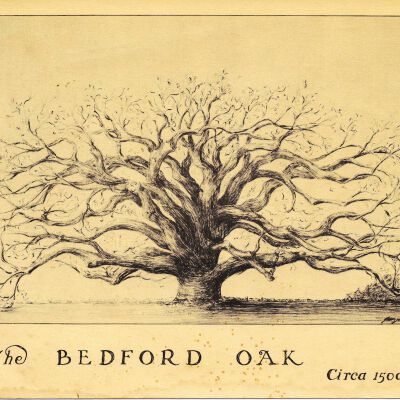 The Bedford Oak Crica 1500