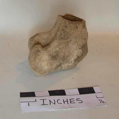 Femur
