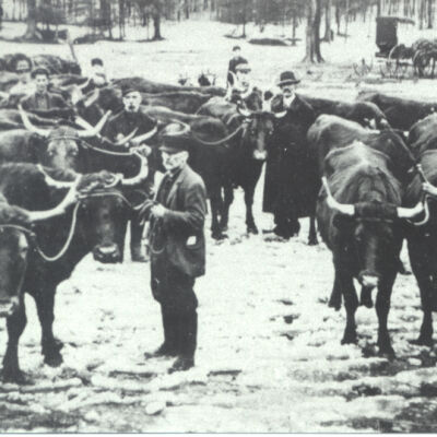 C. H. Brown, Bedford oxen dealer