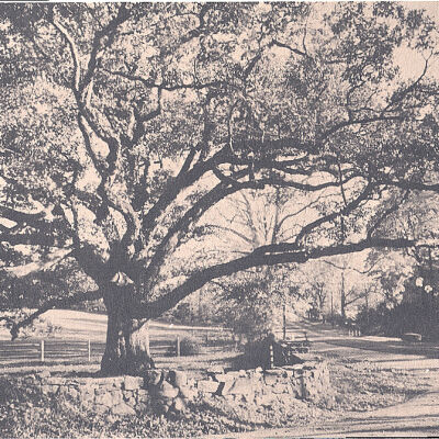 Bedford Oak