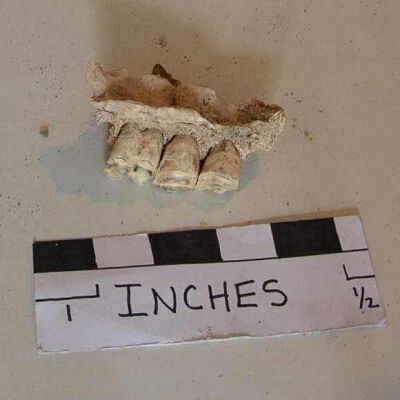 Mandible